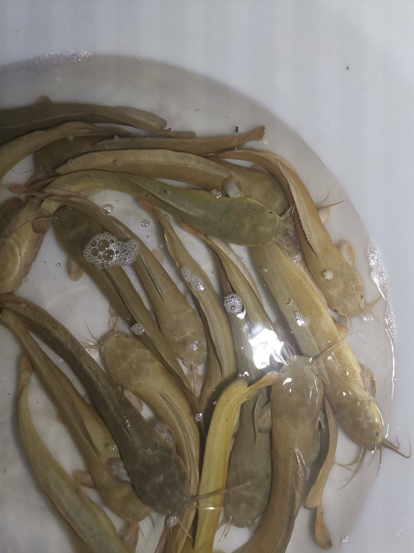 野生塘鯴魚為什麼不能吃(廣東釣友小河裡釣起許多) - 去釣魚