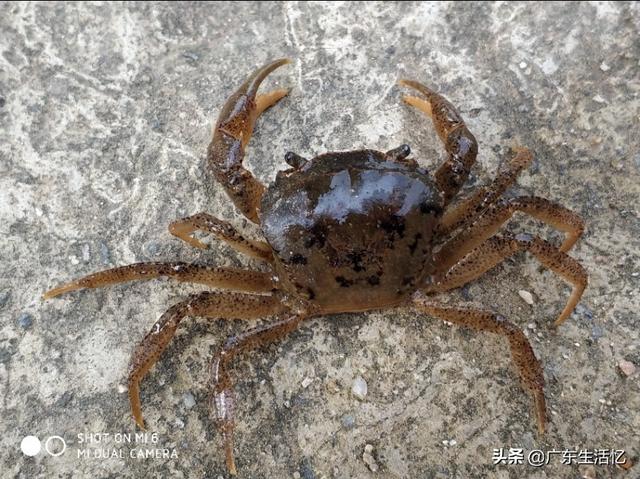 塘鲺和鲶鱼的区别，塘鲺和鲶鱼如何区分（儿童时捉过的虾、塘蟹、塘角、庞皮斯、影公、泥鳅）