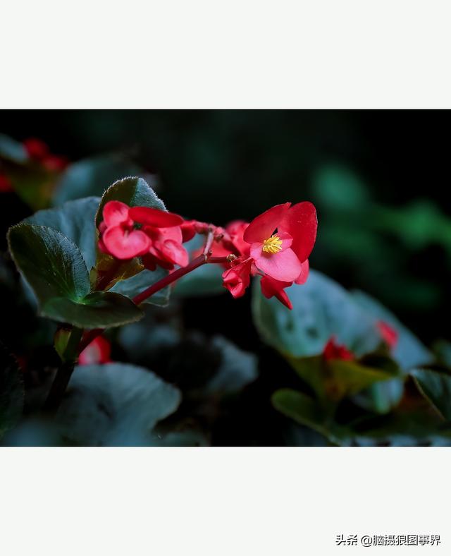 玻璃海象（玻璃海棠，这3个方法你用了吗（玻璃海棠长什么样）