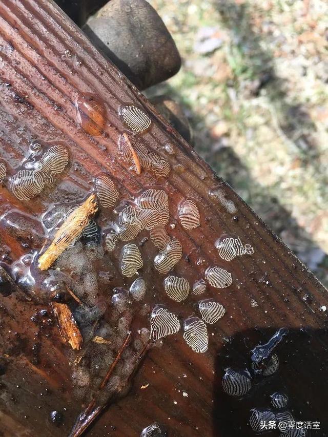 暖手宝里面是什么，暖手宝是什么成分（“网友什么都知道系列”）