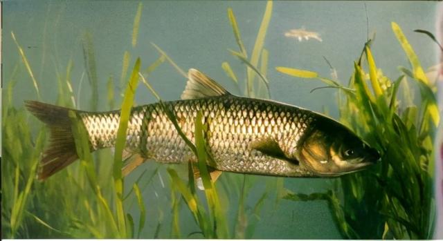 淡水观赏鱼种类，淡水观赏鱼的种类大全！（中国淡水观赏鱼图集<一>）