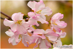 中国樱花有几个品种，中国樱花树品种（这81种樱花）