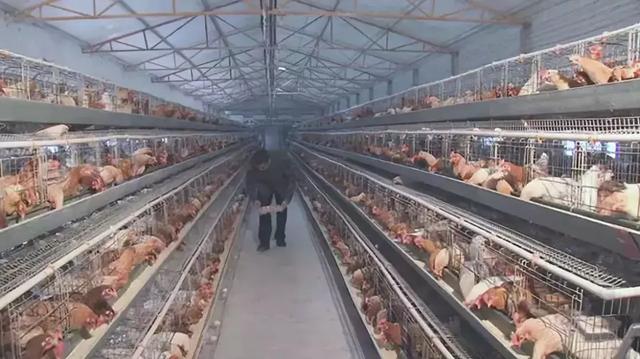 蛋笼的编织法大全图解,蛋笼的编法教程(鸡笼变“金窝”:年入百万元) 蛋笼的编织法大全图解,蛋笼的编法教程(鸡笼变“金窝”:年入百万元)