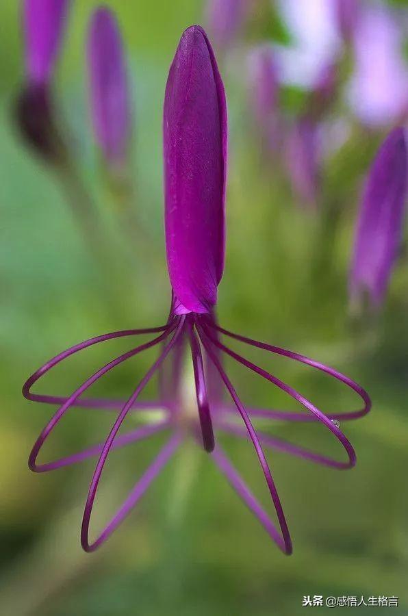 七色堇花语是什么，七色堇花语和传说（这些奇花异草太美了）