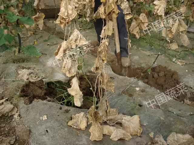 关于蚯蚓的资料，蚯蚓到底是益虫还是害虫