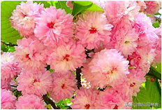 中国樱花有几个品种，中国樱花树品种（这81种樱花）