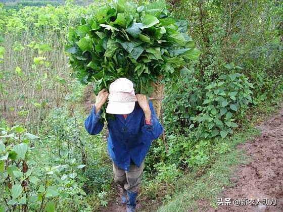 桑叶苗种植方法，听老农给你一点点说明