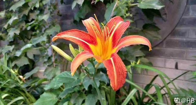 紫薇花什么季节开花，紫薇什么时候开花（温度高也不休眠）