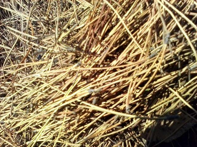 吃松针粉的好处，吃松针粉的好处与功效（松针粉这么便宜喂鸡竟然还有这些好处）