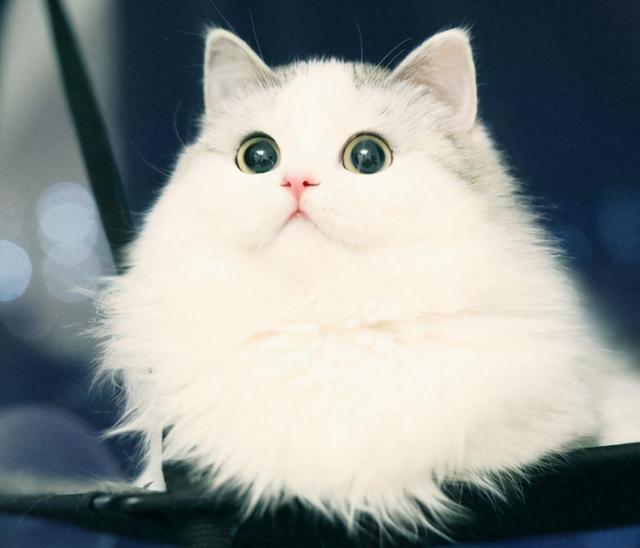 猫咪掉毛怎么解决，猫咪掉毛严重应该怎么办（猫咪掉毛怎么办）