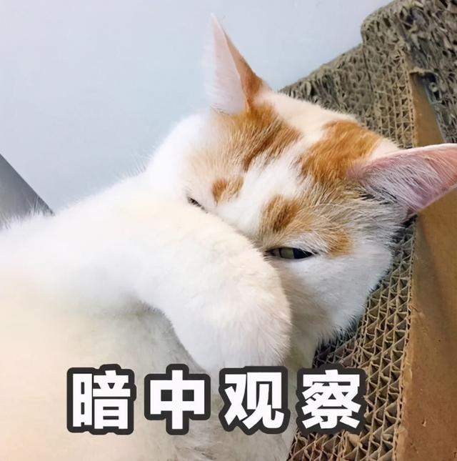 猫咪呕吐是怎么回事，成年猫为什么会呕吐（可不仅仅是吐毛球这么简单）