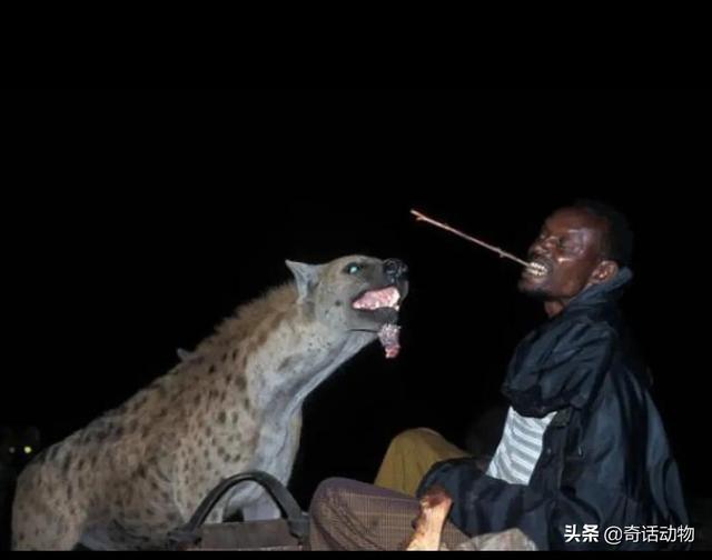 斑鬣狗和比特犬哪个厉害，斑鬣狗和比特犬哪个厉害点（比特犬能打过非洲鬣狗）