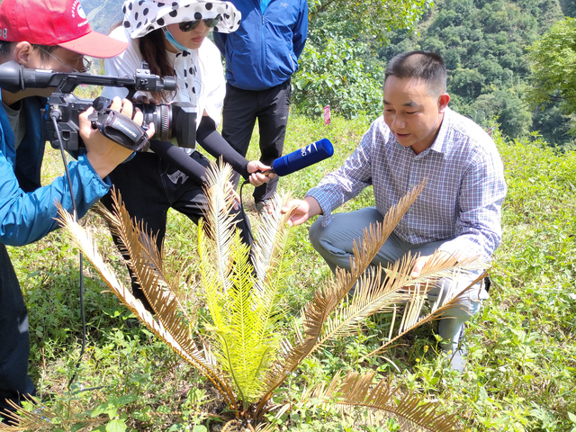 攀枝花苏铁的品种简介，名贵苏铁品种（“铁树在云南轿子山开花了”）