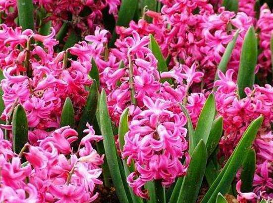 风信子有毒吗，葡萄风信子有毒吗（风信子可以放在卧室吗）