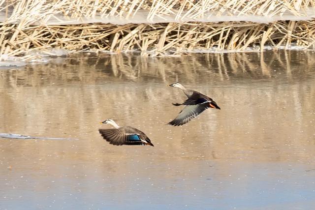野鸭的种类有哪些，野鸭子有哪几种（TA就是野鸭中最靓的仔）