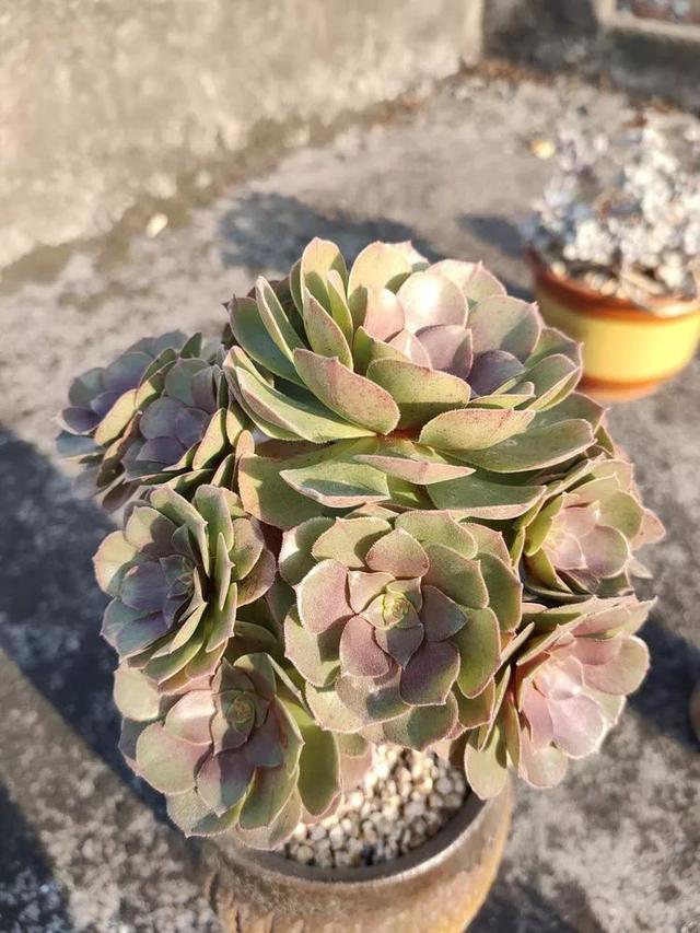 红唇多肉如何养，红唇多肉怎么养出多头（阳台党一样可以养出漂亮的多肉）