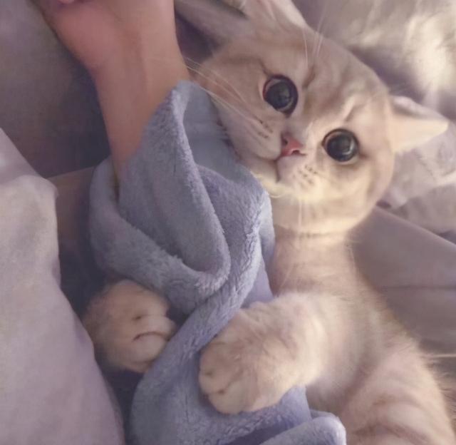 菲菲芳芳，微信头像，菲菲芳芳（好听顺口的宠物名字两个字的叠字可可爱爱-可爱点）