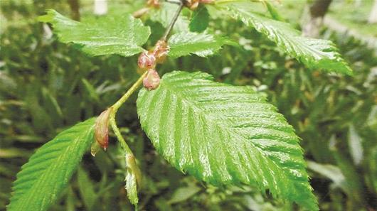 国家一级保护植物的名单，国家一级保护植物简介（植物世界丨国家一级重点保护野生植物名录）