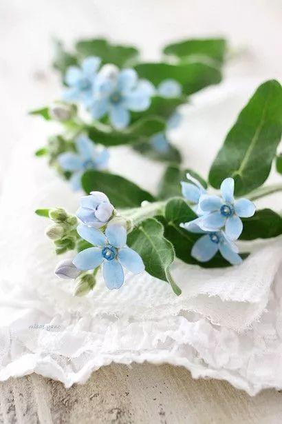 雪柳花语，雪柳花语殊胜什么意思（选对了叶材，鲜花靠边站）