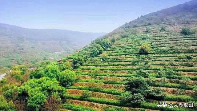 白枣吃了有什么作用急急急，白枣的营养价值及功效（开启了太湖洞庭一年的花果飘香）