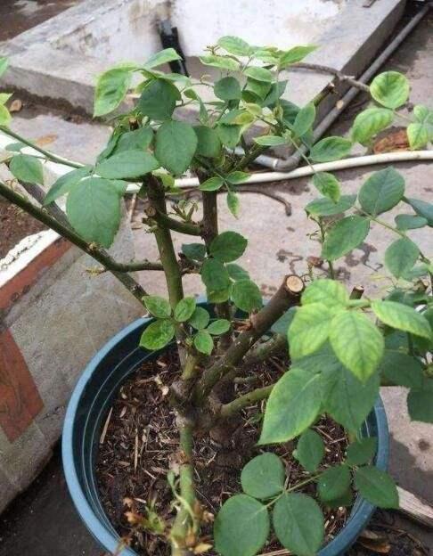 春天养花要注意绕开这5种“假花”，再好看也别养（春天泛滥的4种假花）