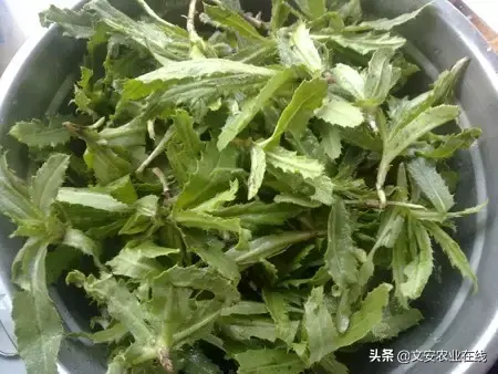 野荞麦根和乌鸡蛋煮，野荞麦根和乌鸡蛋煮水的功效（农业科普：53种野菜）
