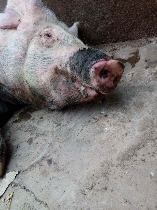 猪丹毒怎么治疗，猪丹毒怎么治疗猪易（用这一种药，就能拿下猪丹毒）