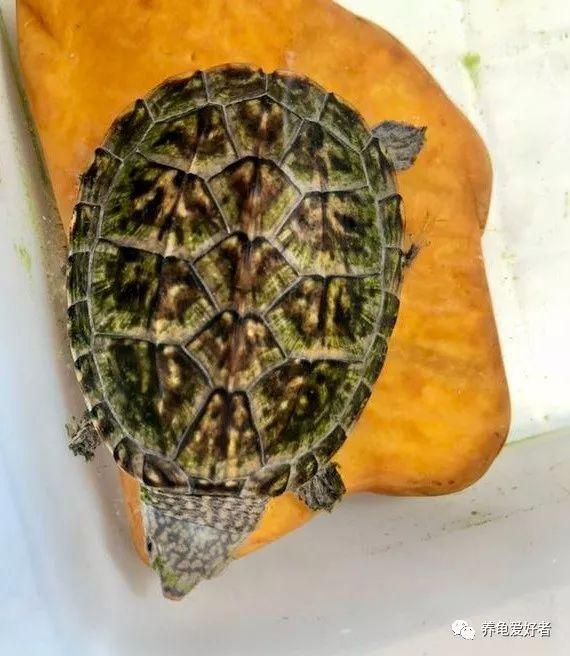 乌龟腐甲烂甲严重怎么治，是不是很想知道你的龟为什么会腐甲