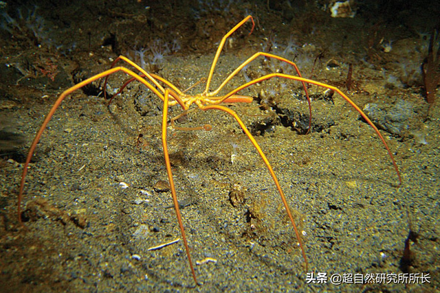 海底最深處的生物,10000米恐怖深海魚(南極深處真的存在巨大的生物嗎)