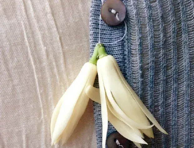 茉莉花的功效，茉莉花的功效与作用泡水喝的功效（因为它气机清灵啊）