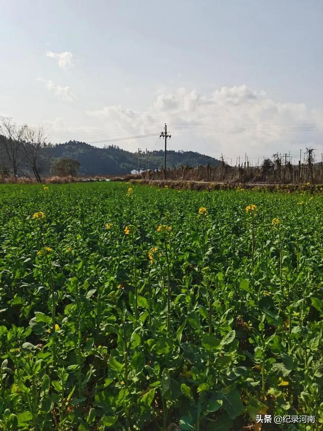 婺源油菜花什么时候开，婺源油菜花几月份开花（2021年婺源的油菜花最佳观赏期大概是3月10号到4月清明节）