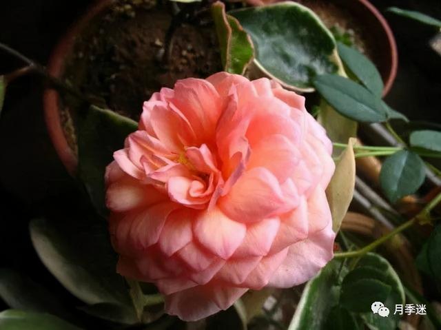 月季花品种，十大经典品种（凭一己之力撑起了整个花园的颜值）