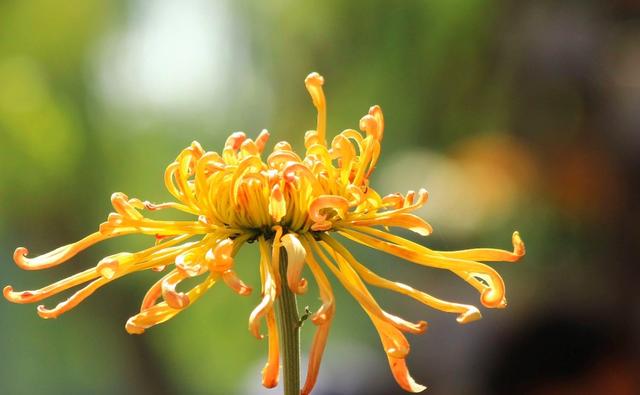 秋丛绕舍似陶家，秋丛绕舍似陶家的秋丛是什么意思（元稹的这首诗道出了原因）