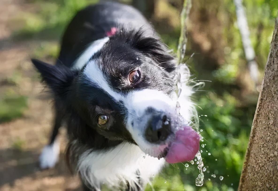 狗狗每天喝多少水（狗狗饮水量突然增大）