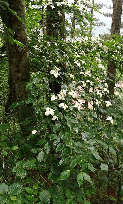 绒球花，秋天结出一堆小荔枝甜似蜜（绒球花是什么意思解释一下）