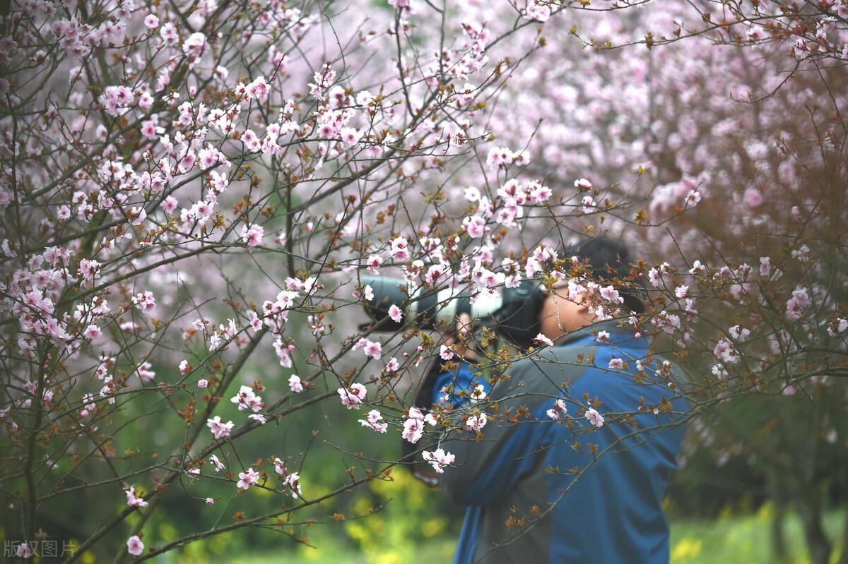凤凰男是什么意思，嫁人不嫁凤凰男是什么意思（刘若英教你识别“凤凰男”）