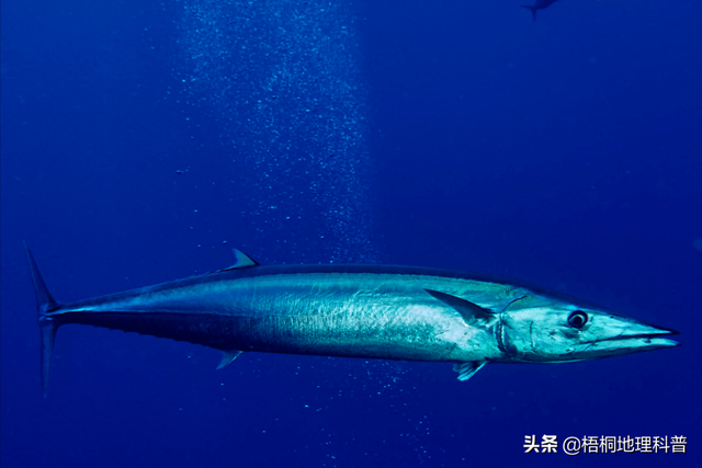 一对游泳的鱼，盘点游速最快的十种鱼（一条水里游泳的鱼）