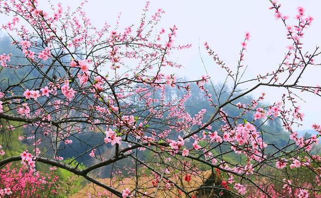 桃花源记的意思，桃花源记的原文及翻译（渔人为什么要离开）