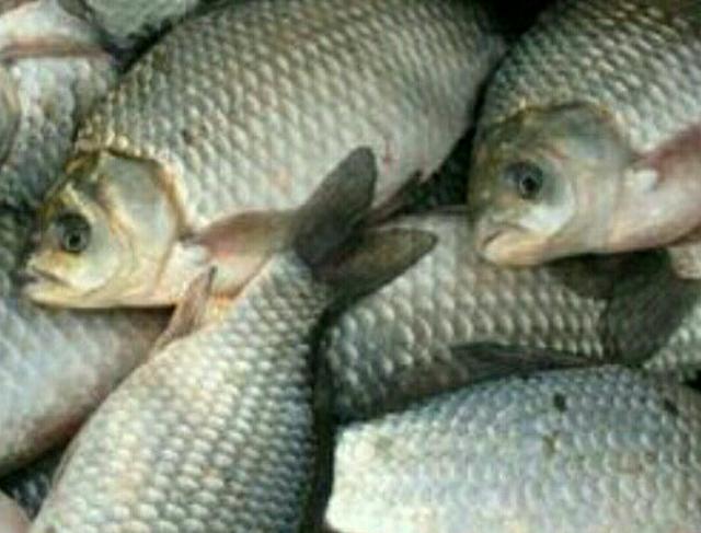 川丁子是什么鱼，川丁子鱼学名（你们小时候在河里抓过鱼吗）