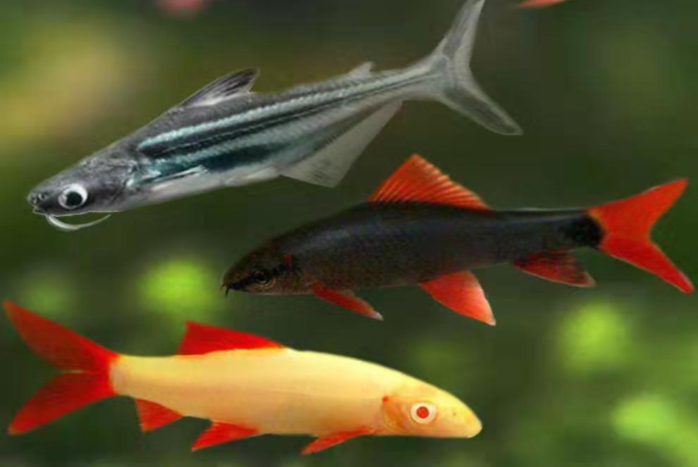 无头鲨鱼突袭水族箱，与七彩神仙、孔雀鱼等观赏鱼上演惊险共处奇观