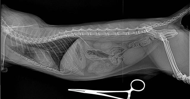 猫咪血尿解决办法，猫咪尿血尿的治疗方法（新手猫奴请收藏这篇文章）