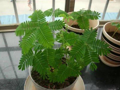 含羞草为什么不害羞，【含羞草不害羞】含羞草害羞不害羞的原因（怎么碰叶子也不闭合）