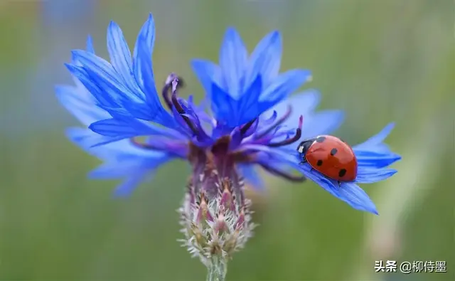 谁知道车矢菊的花语，矢车菊的含义（寓意“遇见和幸福”的矢车菊）