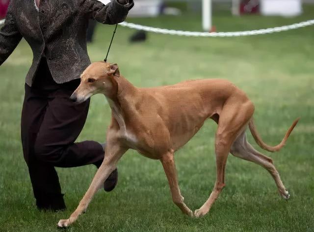 冠毛犬养护知识，冠毛犬长什么样（国内最少人养的“6种狗狗”）