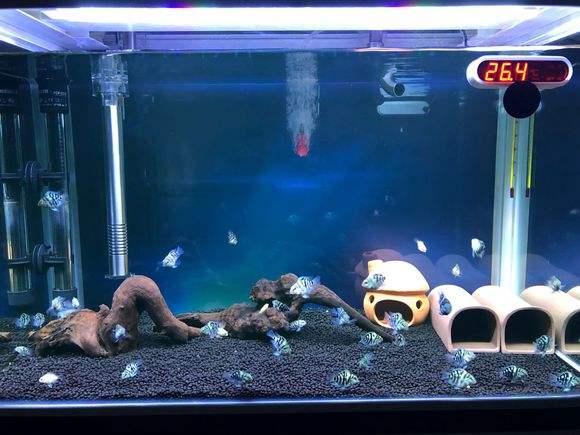 鹦鹉鱼怎么分公母，鸡尾鹦鹉怎么辨别公母（——迷你鹦鹉<宝蓝迷你鹦鹉>）