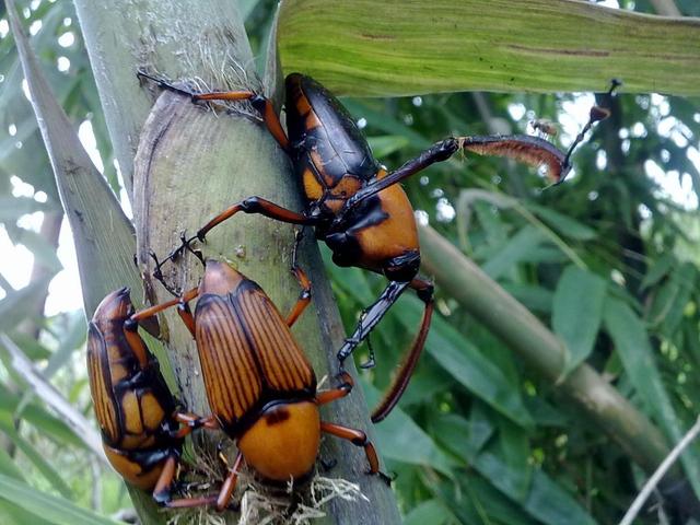 吃竹子的虫子叫什么-简短介绍，一种吃竹子的虫子是什么东西（这种害虫对竹子危害极大）