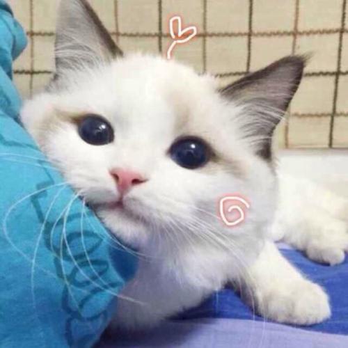 清纯呆萌的网名可爱萝莉心，仙女ins森系网名（蠢萌的清纯呆萌的网名怪可爱的-可爱点）