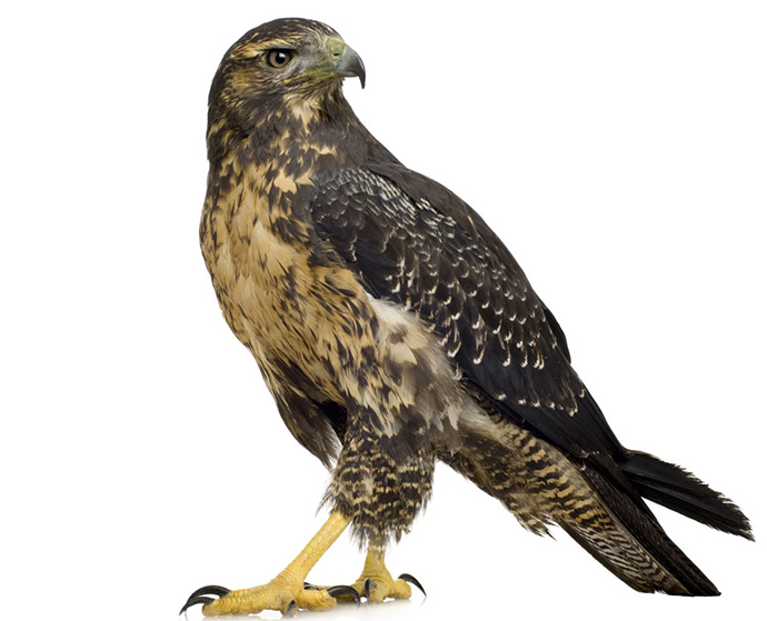 梦到老鹰是胎梦吗,四子王旗的蒙古族——鹰图腾-解梦-荣耀易学