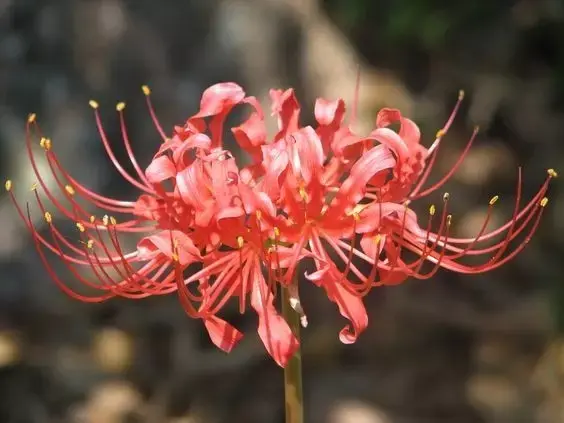 彼岸花，微信头像，彼岸花（48张彼岸花图，真是美极了）