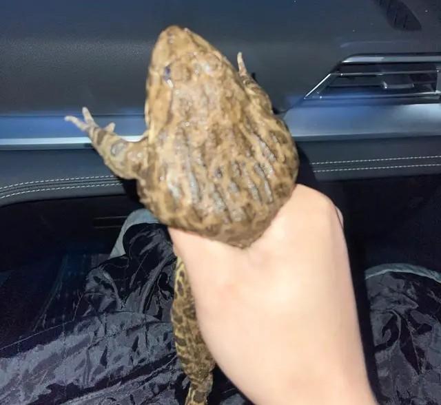 弟弟的惊喜400字作文，弟弟的作文怎么写（弟弟总是能给我一些惊喜）